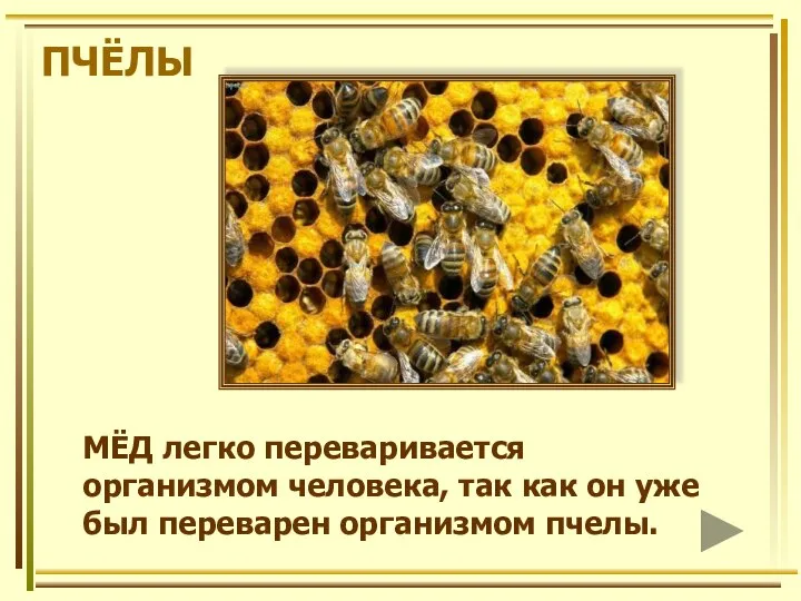 ПЧЁЛЫ МЁД легко переваривается организмом человека, так как он уже был переварен организмом пчелы.