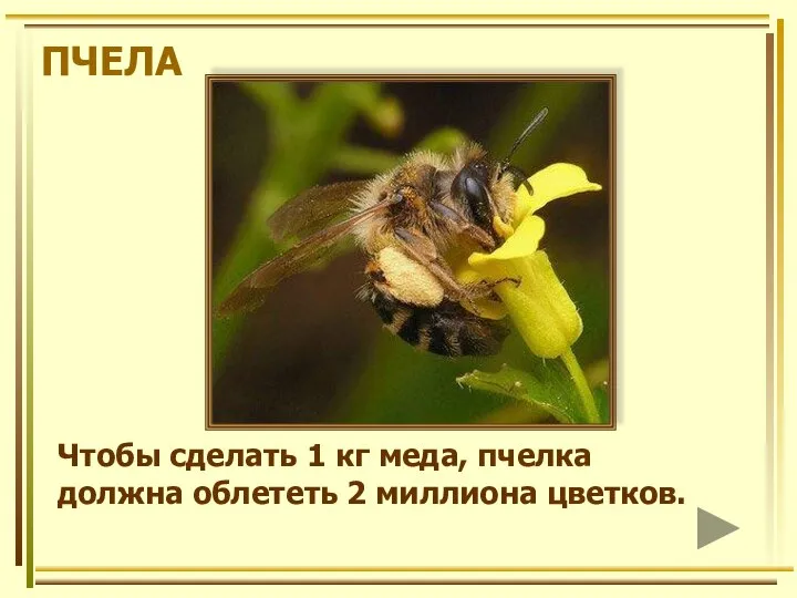 ПЧЕЛА Чтобы сделать 1 кг меда, пчелка должна облететь 2 миллиона цветков.