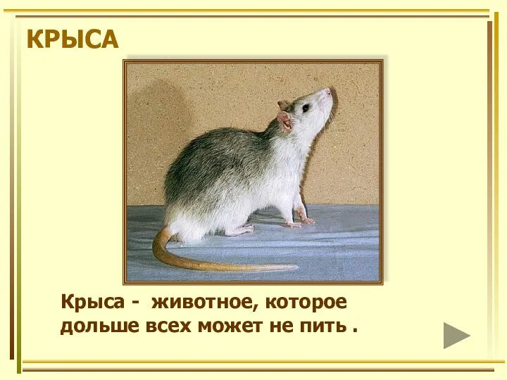 КРЫСА Крыса - животное, которое дольше всех может не пить .