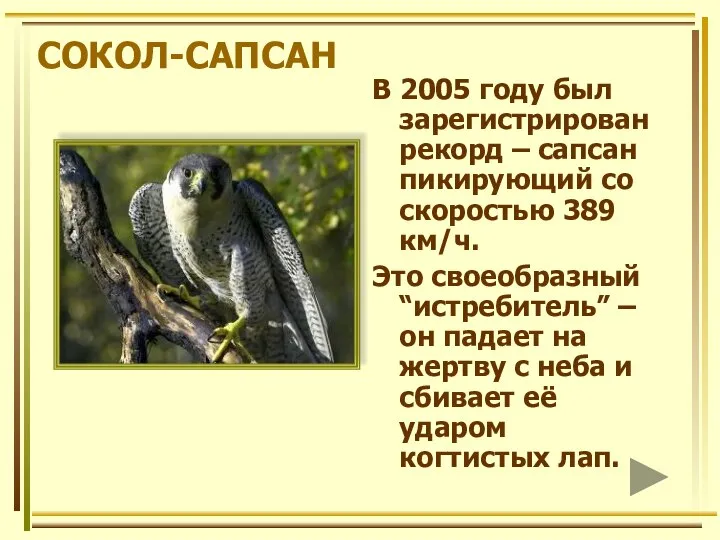 СОКОЛ-САПСАН В 2005 году был зарегистрирован рекорд – сапсан пикирующий со