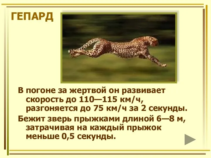 ГЕПАРД В погоне за жертвой он развивает скорость до 110—115 км/ч,