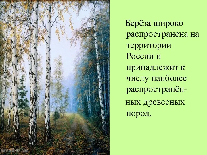 Берёза широко распространена на территории России и принадлежит к числу наиболее распространён- ных древесных пород.