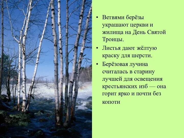 Ветвями берёзы украшают церкви и жилища на День Святой Троицы. Листья