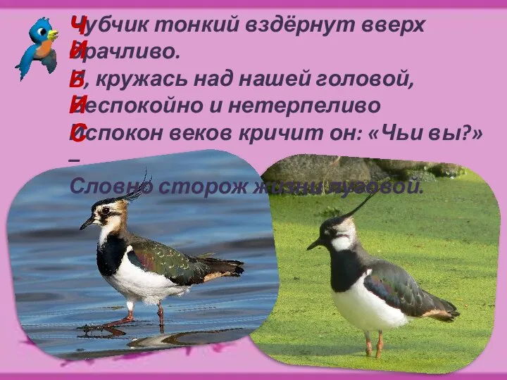 Чубчик тонкий вздёрнут вверх драчливо. И, кружась над нашей головой, Беспокойно