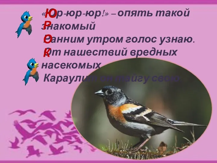 «Юр-юр-юр!» – опять такой знакомый Ранним утром голос узнаю. От нашествий