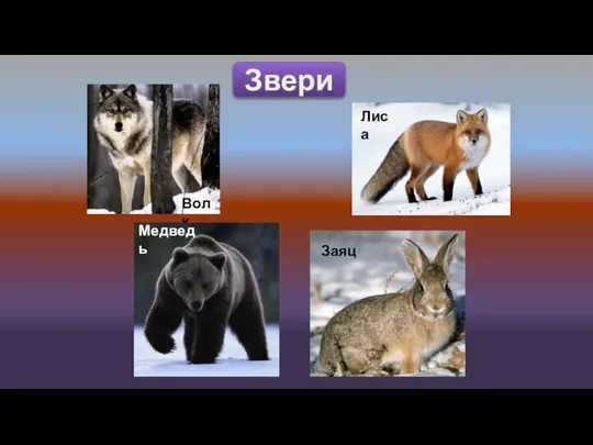 Звери