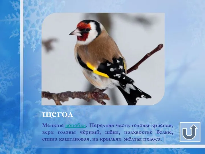 щегол Меньше воробья. Передняя часть головы красная, верх головы чёрный, щёки,