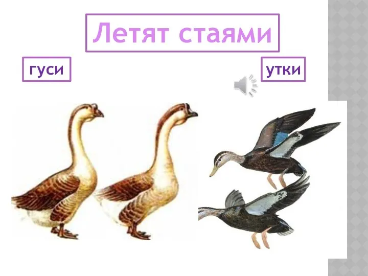 Летят стаями гуси утки