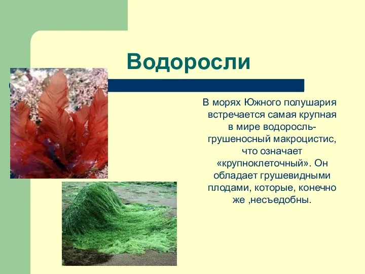 Водоросли В морях Южного полушария встречается самая крупная в мире водоросль-