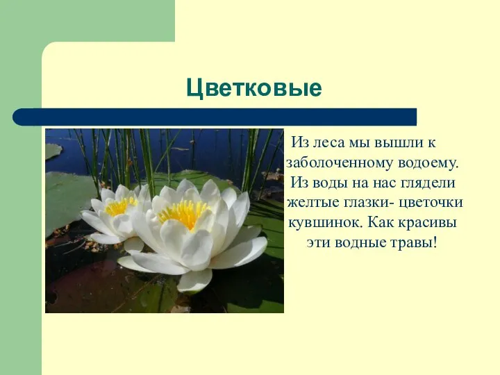 Цветковые Из леса мы вышли к заболоченному водоему. Из воды на