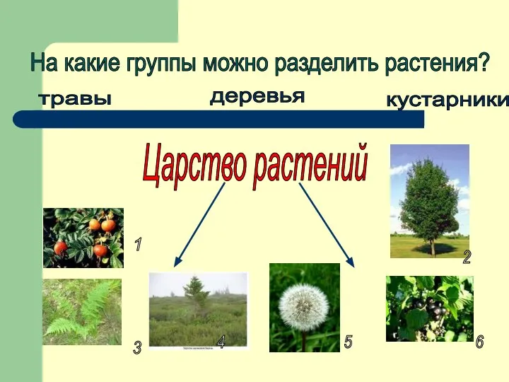 Царство растений На какие группы можно разделить растения? травы кустарники деревья