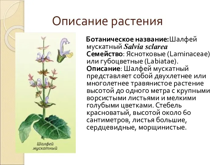 Описание растения Ботаническое название:Шалфей мускатный Salvia sclarea Семейство: Яснотковые (Laminaceae) или