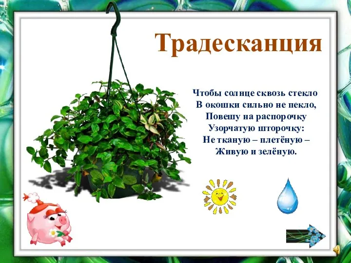 Традесканция Чтобы солнце сквозь стекло В окошки сильно не пекло, Повешу