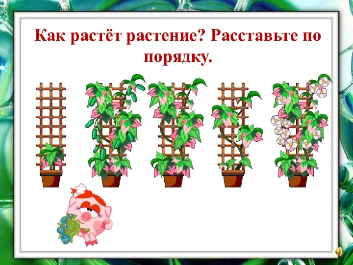 Как растёт растение? Расставьте по порядку.