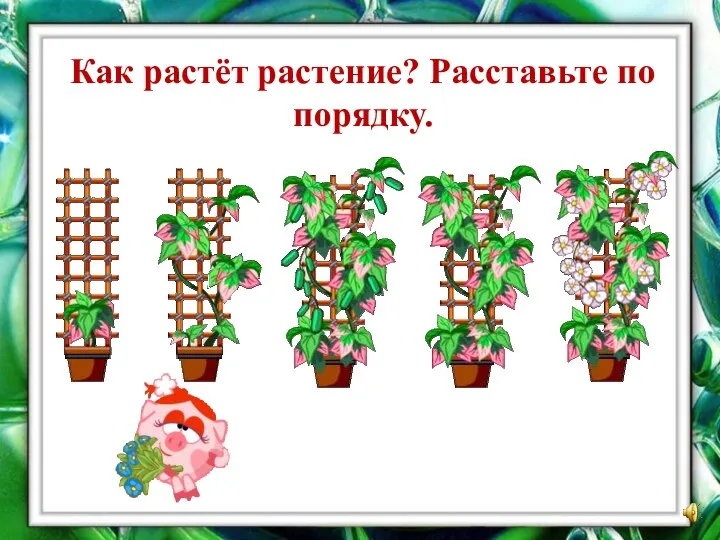 Как растёт растение? Расставьте по порядку.