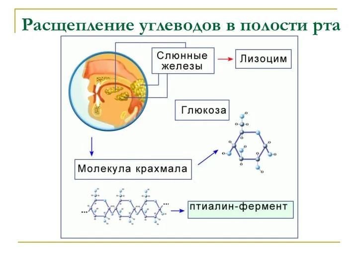 Расщепление углеводов в полости рта