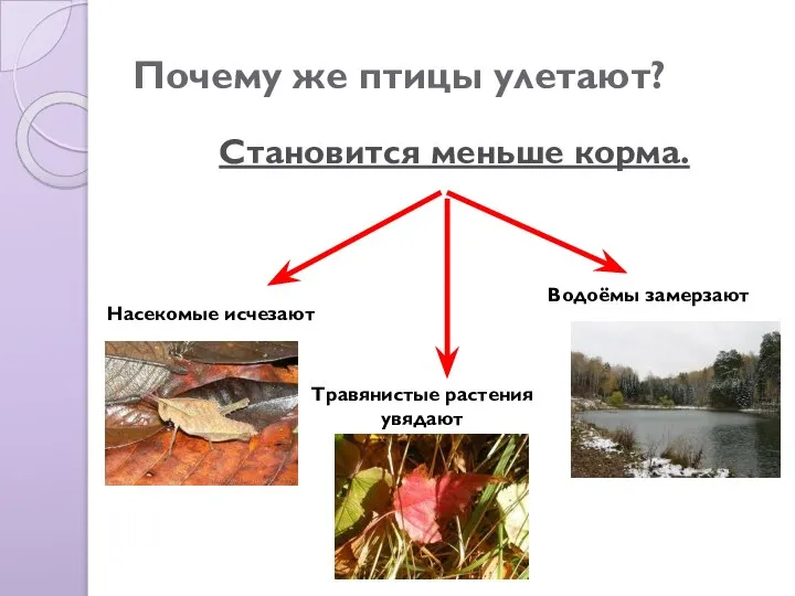 Почему же птицы улетают? Становится меньше корма. Насекомые исчезают Травянистые растения увядают Водоёмы замерзают