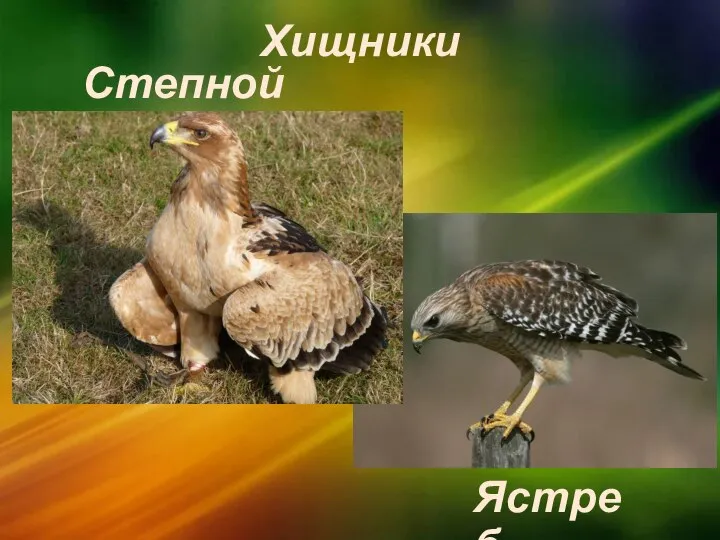 Хищники Степной орёл Ястреб