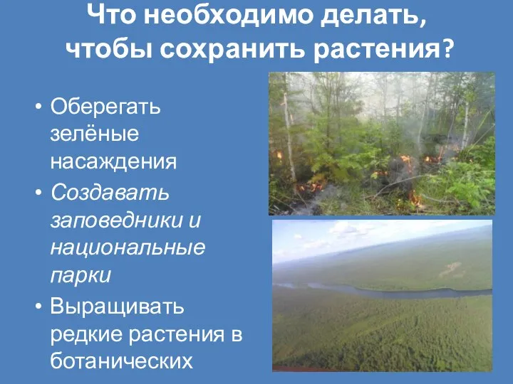 Что необходимо делать, чтобы сохранить растения? Оберегать зелёные насаждения Создавать заповедники