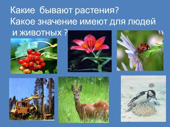 Какие бывают растения? Какое значение имеют для людей и животных ?