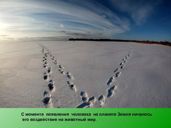 С момента появления человека на планете Земля началось его воздействие на животный мир.