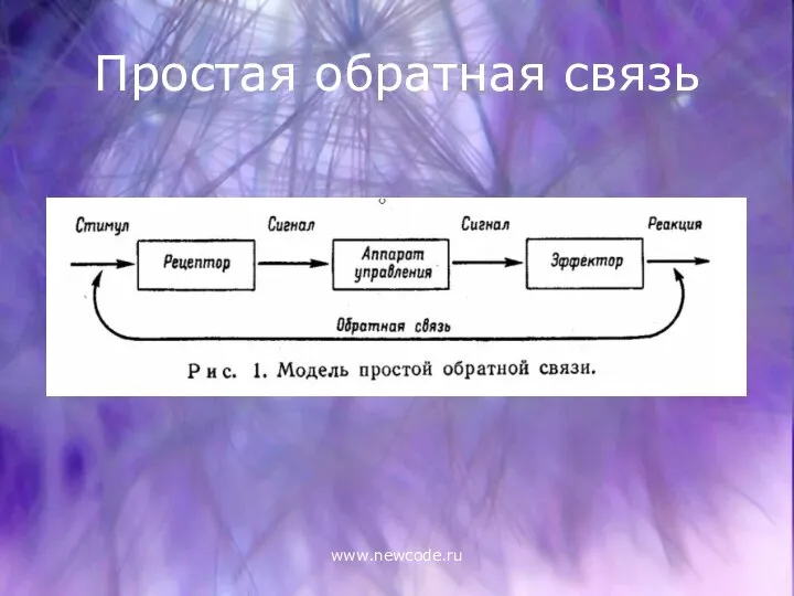 www.newcode.ru Простая обратная связь