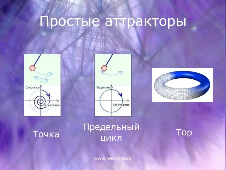 www.newcode.ru Простые аттракторы Точка Предельный цикл Тор