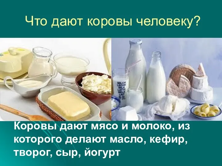 Что дают коровы человеку? Коровы дают мясо и молоко, из которого