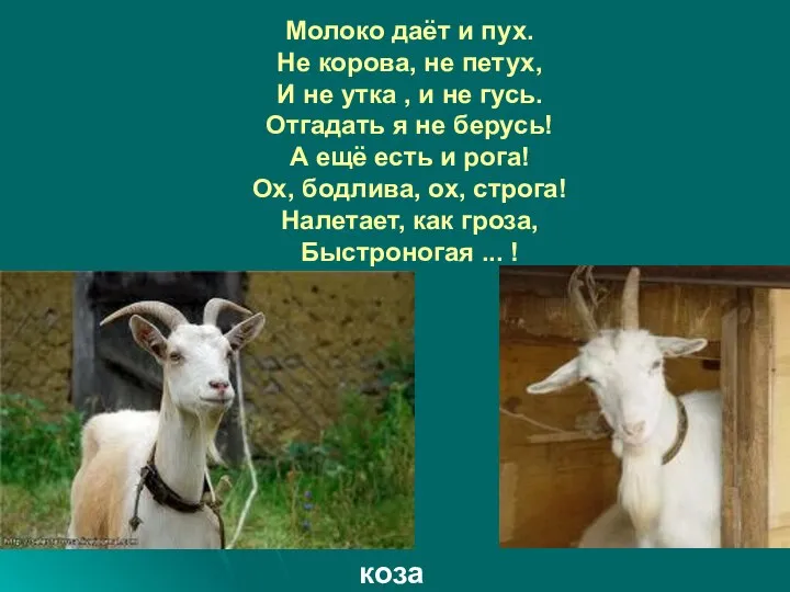 Молоко даёт и пух. Не корова, не петух, И не утка