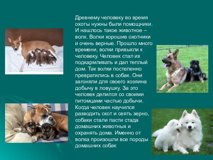 Древнему человеку во время охоты нужны были помощники. И нашлось такое