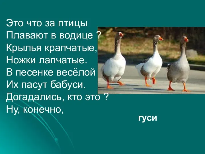 Это что за птицы Плавают в водице ? Крылья крапчатые, Ножки