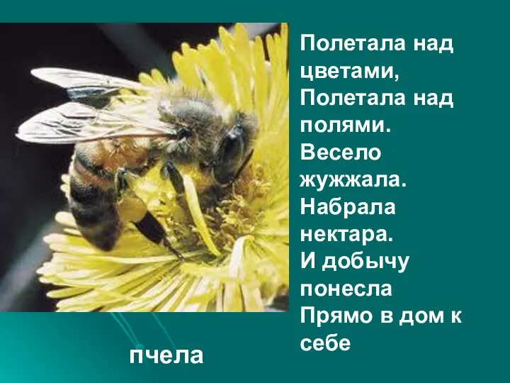 Полетала над цветами, Полетала над полями. Весело жужжала. Набрала нектара. И