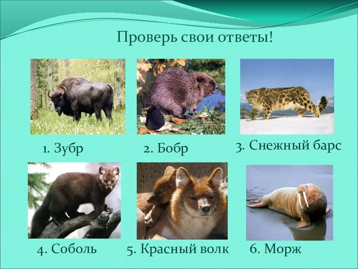 Проверь свои ответы! 1. Зубр 2. Бобр 3. Снежный барс 4.