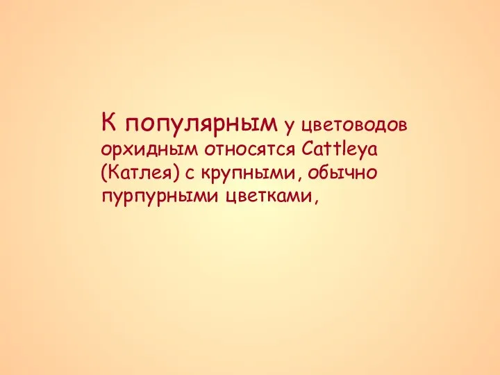 К популярным у цветоводов орхидным относятся Cattleya (Катлея) с крупными, обычно пурпурными цветками,