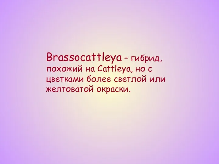 Brassocattleya – гибрид, похожий на Cattleya, но с цветками более светлой или желтоватой окраски.