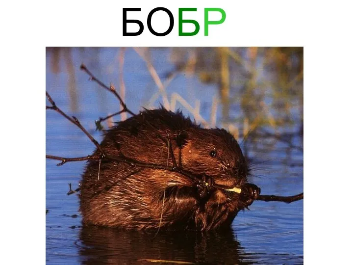 БОБР