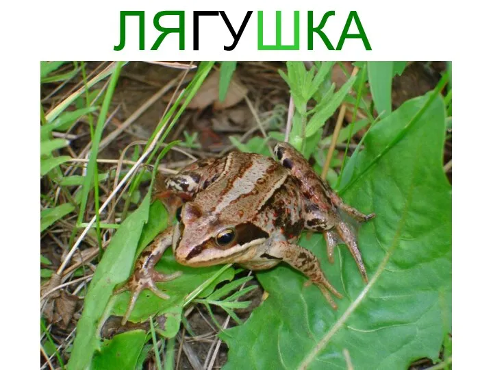 ЛЯГУШКА