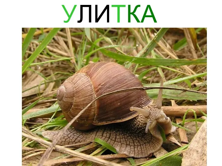 УЛИТКА