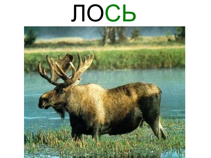 ЛОСЬ