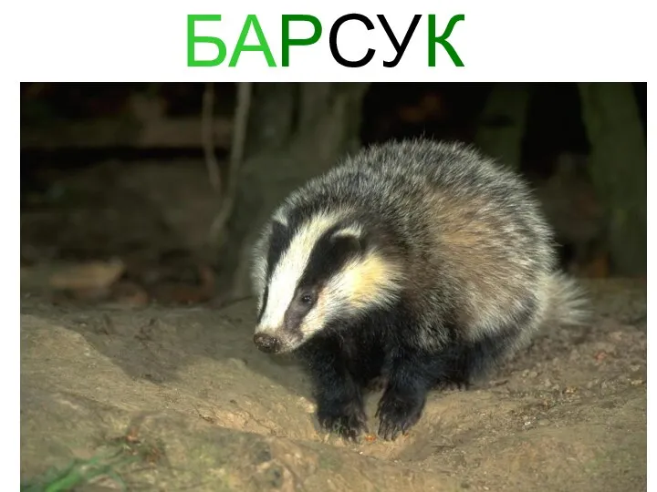 БАРСУК