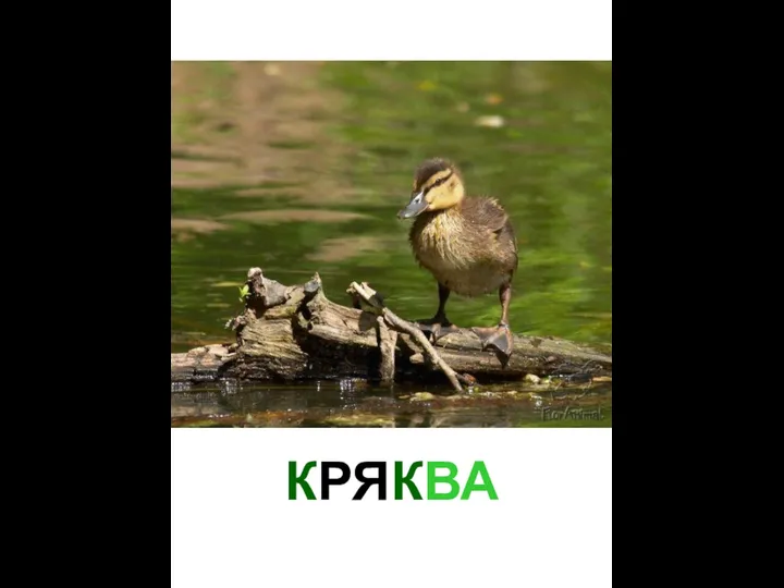 КРЯКВА