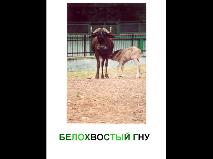 БЕЛОХВОСТЫЙ ГНУ