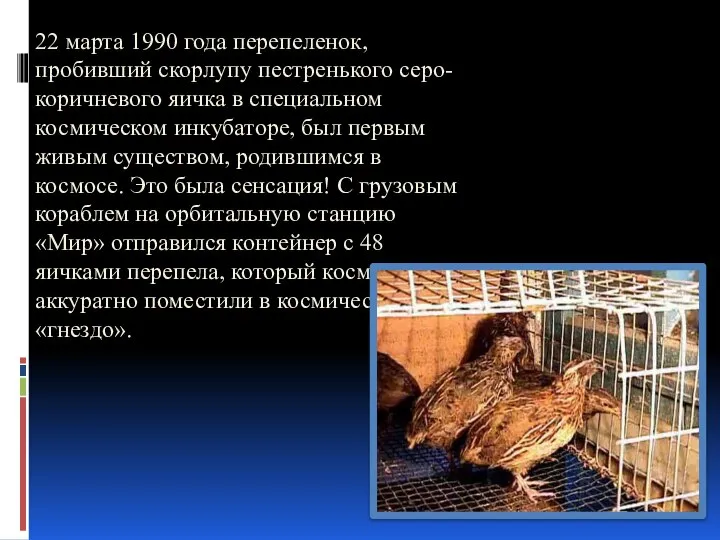 22 марта 1990 года перепеленок, пробивший скорлупу пестренького серо-коричневого яичка в