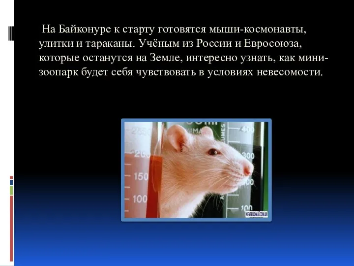 На Байконуре к старту готовятся мыши-космонавты, улитки и тараканы. Учёным из