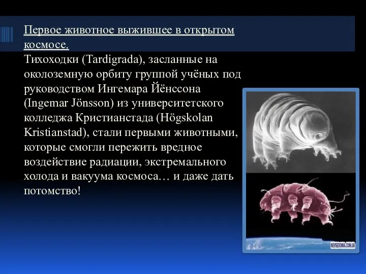 Первое животное выжившее в открытом космосе. Тихоходки (Tardigrada), засланные на околоземную