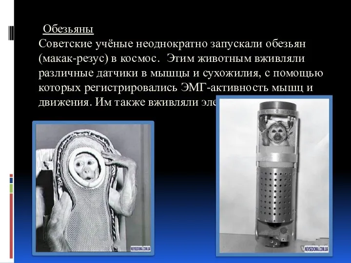 Обезьяны Советские учёные неоднократно запускали обезьян (макак-резус) в космос. Этим животным