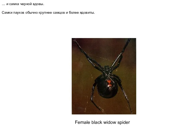 Female black widow spider … и самка черной вдовы. Самки пауков