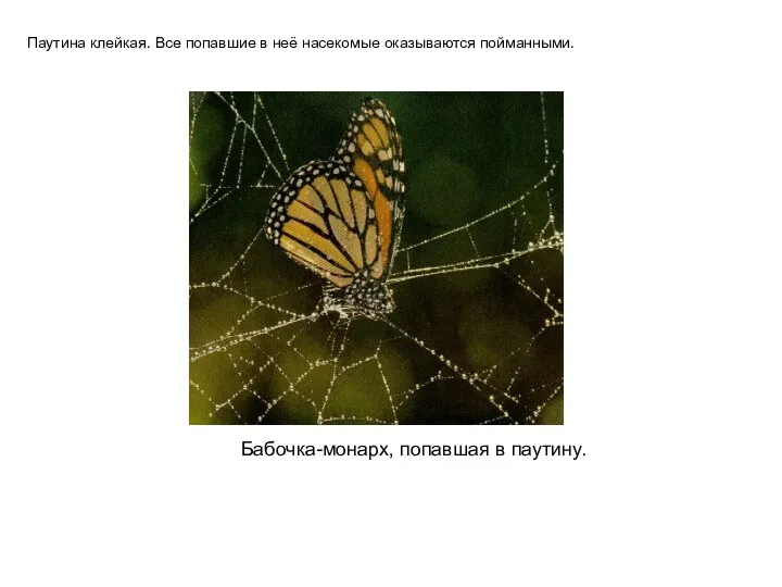 Бабочка-монарх, попавшая в паутину. Паутина клейкая. Все попавшие в неё насекомые оказываются пойманными.