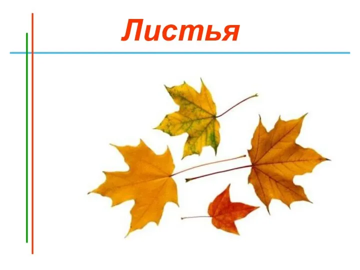 Листья