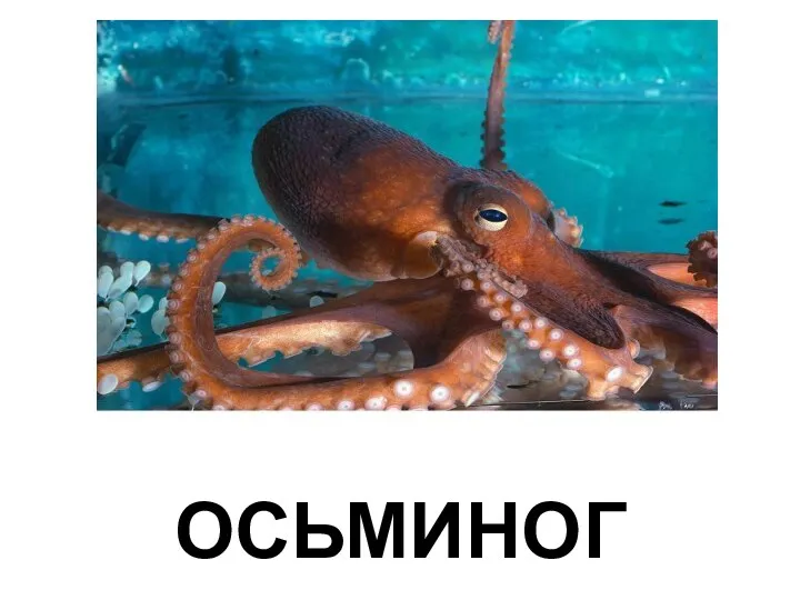 ОСЬМИНОГ